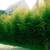 1/2off WHOLESALE BAMBOO PLANTS 15' INSTANT PRIVACY FENCE WINDBREAK ZEN 14 thumbnail