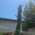 Tall Cactus 3 thumbnail
