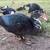 MUSCOVY DRAKES 2 thumbnail