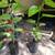 BLACK  DWARF Mulberry trees in pots . 7 thumbnail