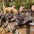 Turkeys and Roosters 1 thumbnail