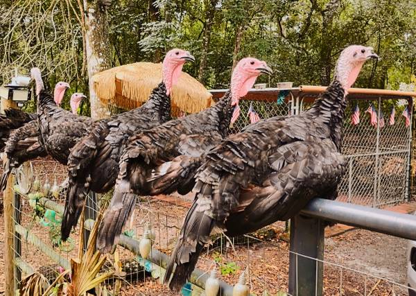 Turkeys and Roosters 1