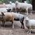 Finnish Sheep 1 thumbnail