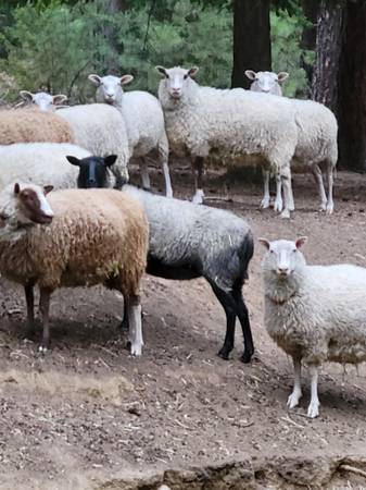 Finnish Sheep 1