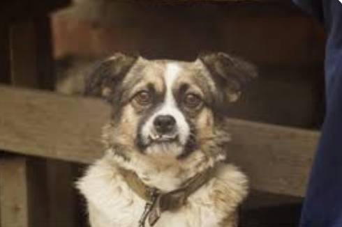 Australian Shepherd63684398721923120
