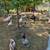 Muscovy Ducks 3 thumbnail