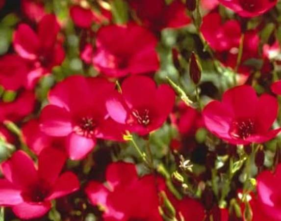 Scarlet Flax Seeds 1