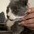 Cats 2 thumbnail