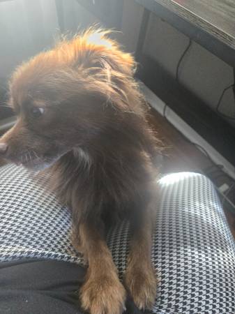 Pomeranian mix male 1