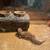 Geckos 2 thumbnail