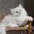 Kitten Cat Kitty 8 thumbnail
