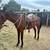 14-year-old thoroughbred gelding used mostly on trails, good in Arena. 6 thumbnail