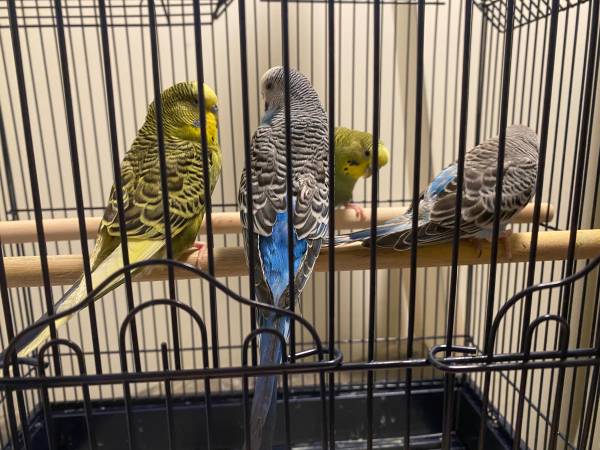 Parakeets63487045324161120