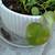 Pothos  Epipremnum aureum  Plant Vine Indoor / House 2 thumbnail