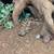 Dumerils Boa Hog island Boa 1 thumbnail