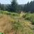 Land Clearing, Forestry Mulching, Stump Removal, Site Prep 6 thumbnail