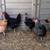 Laying hens 2 thumbnail