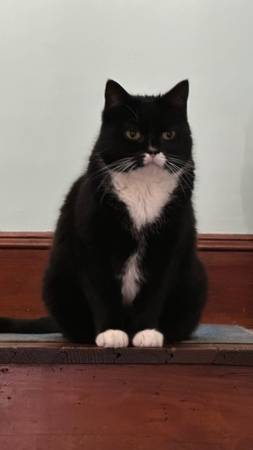 Lost cat in chicopee (Chicopee)64164157612419120