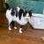 Handicapped Sweet Cat 4 thumbnail