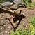 1800's Vulcan #8 Hillside Horse Drawn Plow 3 thumbnail