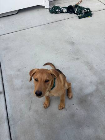 Shepard Labrador Puppy 1