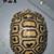 Tortoise 5 thumbnail