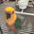 Sun Conure 1 thumbnail