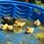 Baby ducklings / guineas and silkies 3 thumbnail