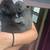 Kittens 6 thumbnail