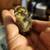 Quail Eggs for Hatching 2 thumbnail