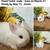 Bunny Rabbits 13 thumbnail