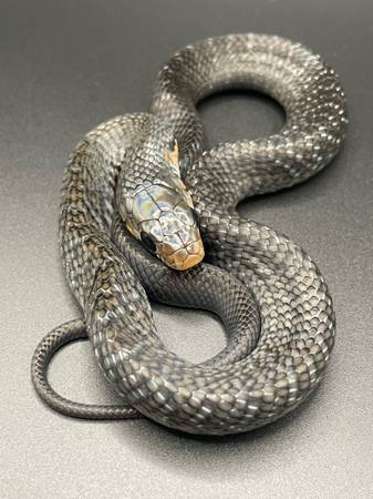 Baby Mexican indigo snake (Oceanside)63831052676097121