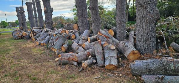 Free large pine logs from 10 trees 1