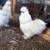 SHOW QUALITY SILKIES 1 thumbnail
