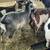 Goats 3 thumbnail