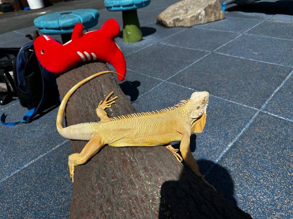 iguana albina (Oakland)63861571915137122