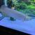 Jardinii arowana 1 thumbnail