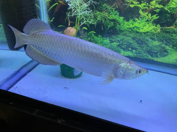 Jardinii arowana 1