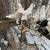 Pigeons 9 thumbnail