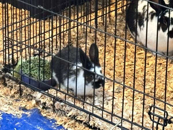 Free Rabbits need new homes 1