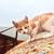Farm Kittens 2 thumbnail