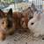 Rabbitry downsizing 11 thumbnail