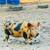 Kunekune piglets 4 thumbnail