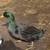 Ducks for Rehoming 3 thumbnail