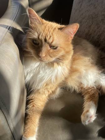 Beautiful Tabby Cat (Re-home Needed) (Jacksonville)63682051575809124