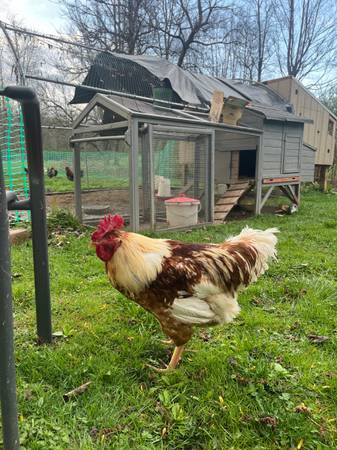 Free rooster 1