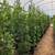Privacy trees :: Ficus Nitida - Indian Laurel Fig 3 thumbnail