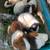Guinea pigs for rehoming 1 thumbnail