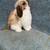 Holland Lop Rabbits 13 thumbnail