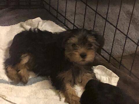 Rehoming adorable puppies (Rawlins)63655939193089121